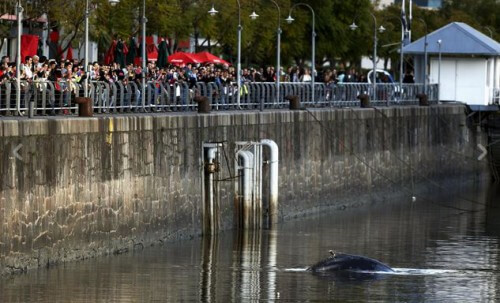 Balena a Buenos Aires