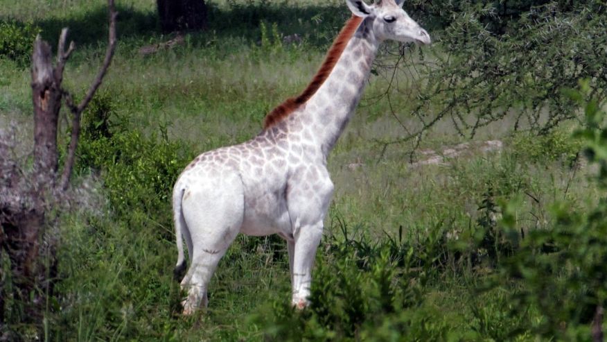 giraffa bianca