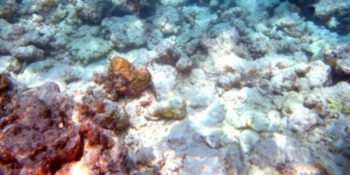 Coralli-bianchi