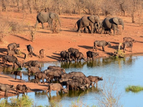 siccittà zimbabwe