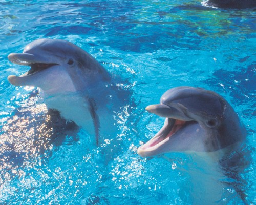 delfini linguaggio