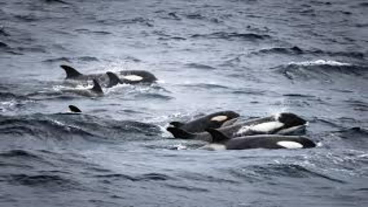 Un Gruppo Di Orche Affonda Uno Yacht Nello Stretto Di Gibilterra