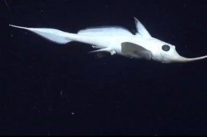 spookfish