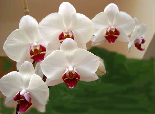 Orchidee disegnate da molecole architetto per attirare gli insetti