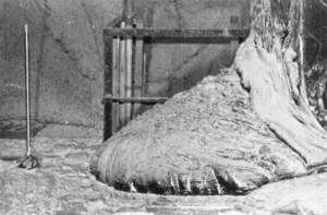 The-Elephants-Foot-of-the-Chernobyl-disaster-1986-2.jpg