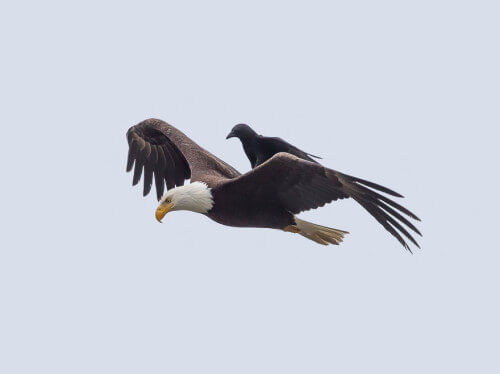 Un corvo si fa dare un passaggio da un'aquila, è accaduto negli Stati Uniti