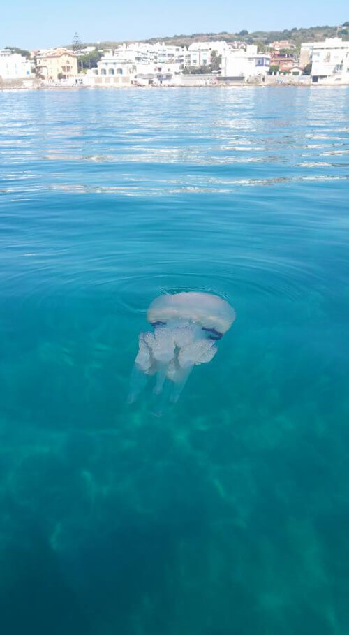 Invasione di meduse giganti nei nostri mari, decine di segnalazioni nel Lazio e nell'alto Adriatico - foto di Stefano Kayak Santececca