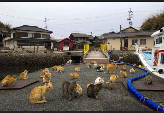 Aoshima, l'isola dei gatti in Giappone