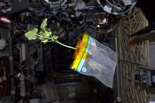 Lattuga spaziale raccolta sulla ISS: ha un sapore di rucola