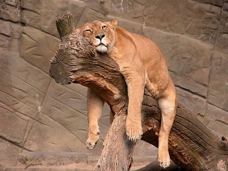 dormire-1.jpg