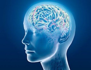 Cervello-umano-intelligenza