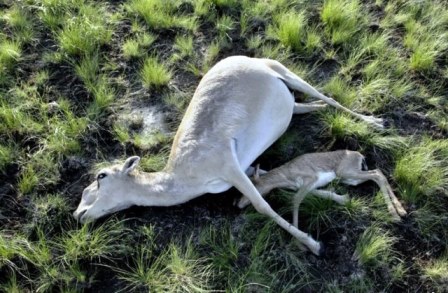 antilope saiga morte
