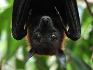 pipistrelli_salute