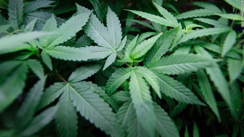 Marijuana legalizzata in Colombia per scopi terapeutici Fonte: Cnn