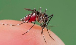 zanzare-ogm-malaria.jpg