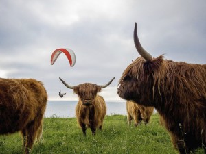 Fao-lallevamento-porterà-allestinzione-di-molte-specie-animali.jpg