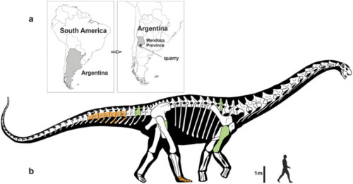 dinosauro argentina