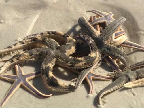 Florida: il mistero delle stelle marine spiaggiate sulla costa