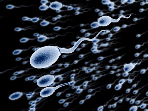 spermatozoi.jpg