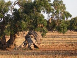 Xylella.jpg