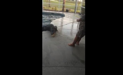 alligatore in piscina, Florida