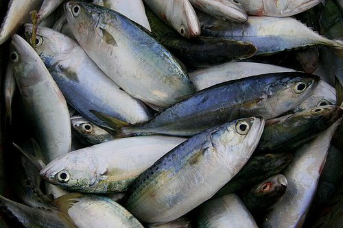 pesce contaminato salute