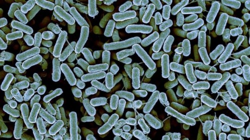 batteri antibiotici