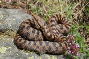 vipera-italiana-1.jpg