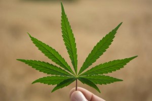 fingers-holding-a-marijuana-leaf.jpg