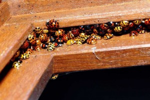 coccinelle-e1477131590778.jpg