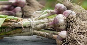 Nuove scoperte sugli effetti dell’aglio sul corpo: riduce colesterolo e glicemia