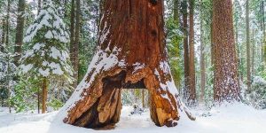 sequoia-e1484249336815.jpg