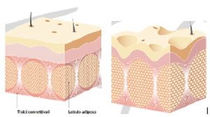 cellule-6.jpg