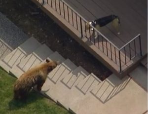 orso-bruno-nel-giardino-di-una-casa.jpg