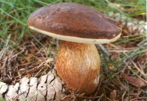 funghi-radiazioni-e1504806417492.jpg