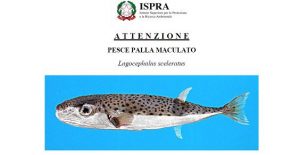 pesce_palla_maculato.jpg