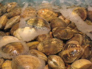 vongole