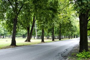 alberi in città