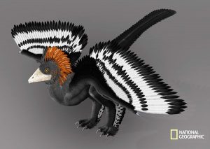 anchiornis.jpg