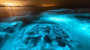 cropped-bioluminescenza.jpg