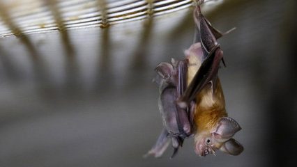 cropped-pipistrello-1.jpg