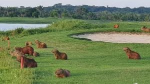 cropped-capibara_bolivia.jpg