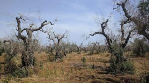 cropped-xylella.jpg