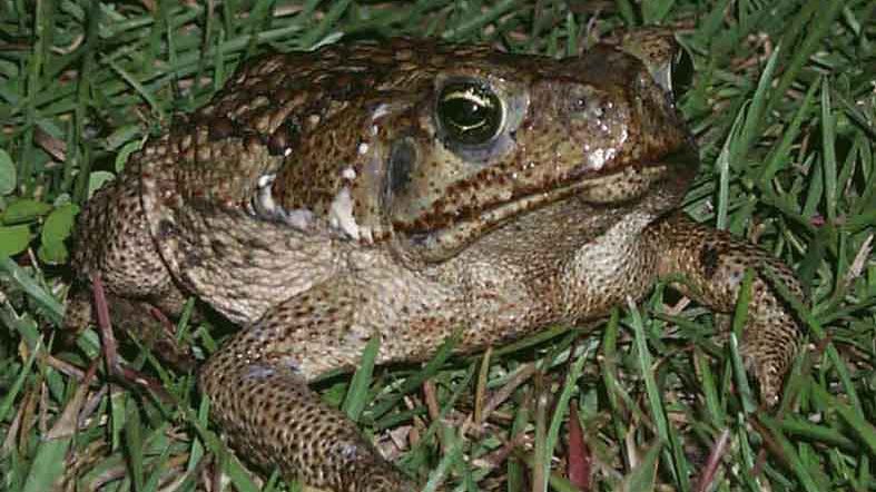 cropped-Bufo_marinus_1.jpg