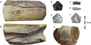 fossili-dinosauri-irlanda.jpg