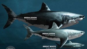 megalodonte.jpg