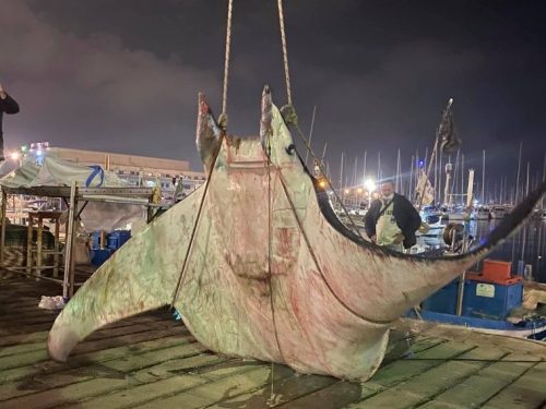 Palermo: un gigantesca manta di 450 chili raggiunge la costa