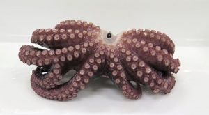 polpo-a-nove-tentacoli.jpg