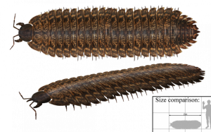 1200px-Arthropleura-770x480-1.png