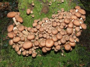 armillaria_gallica_bulbous_honey_fungus_28-10-06_1.jpg